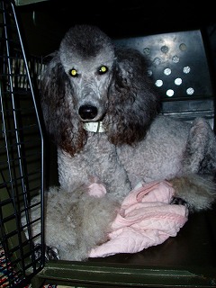 スタンダードプードルの母犬・ディアーヌの写真。毛色はシルバー・グレー・ブラック・アプリコット・クリームのスタンダードプードル。