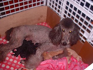 スタンダードプードルの子犬写真。毛色はシルバー・グレー・ブラック・アプリコット・クリームのスタンダードプードル。母犬はディアーヌ